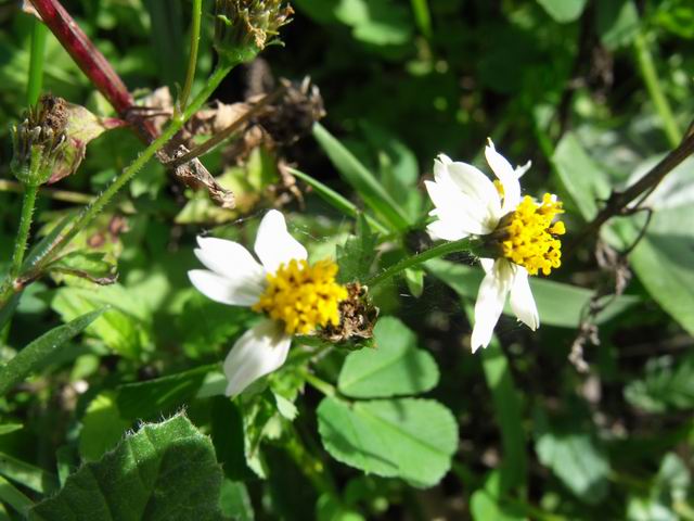 Bidens pilosa